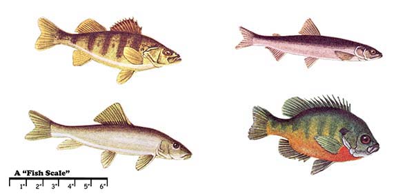 TOP LEFT: Yellow perch. TOP RIGHT: American smelt. BOTTOM LEFT: White sucker. BOTTOM RIGHT: Bluegill.